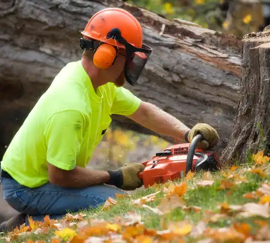 tree services West Alexandria